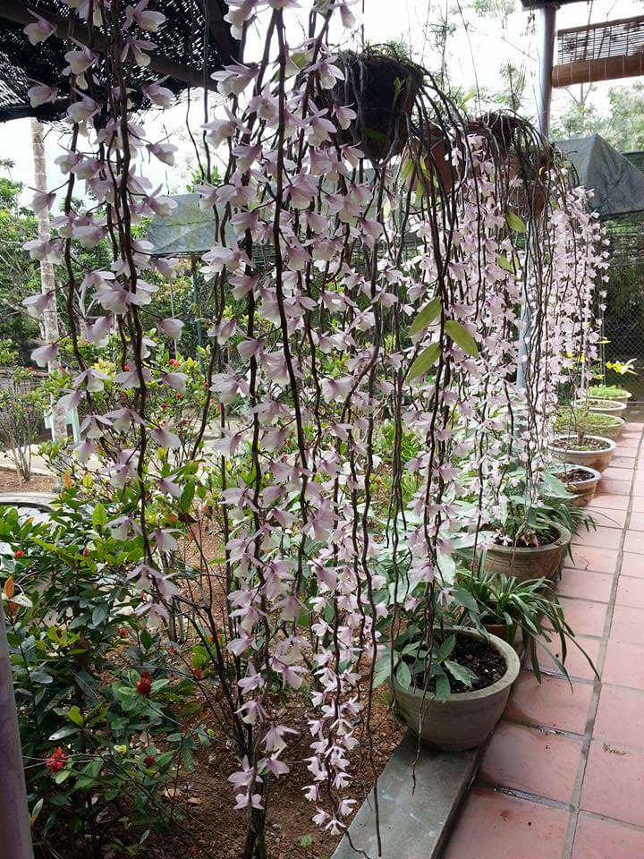 lan Dendrobium aphyllum