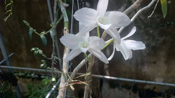 Phong lan trầm trắng