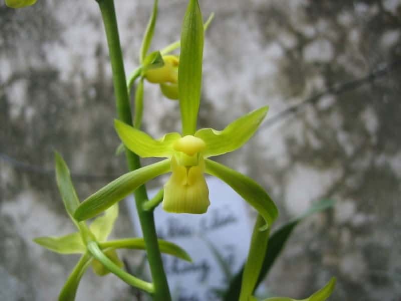 những bông hoa địa lan thanh ngọc