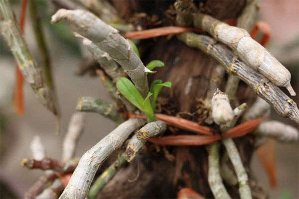 Cách trồng lan trầm tím vào chậu và chăm sóc đúng cách
