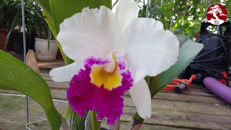 hoa lan cattleya trắng