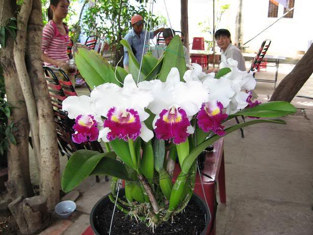 Cây hoa lan cattleya