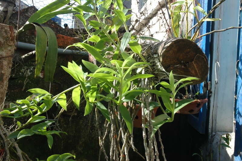 Cách nhân giống lan hạc vỹ