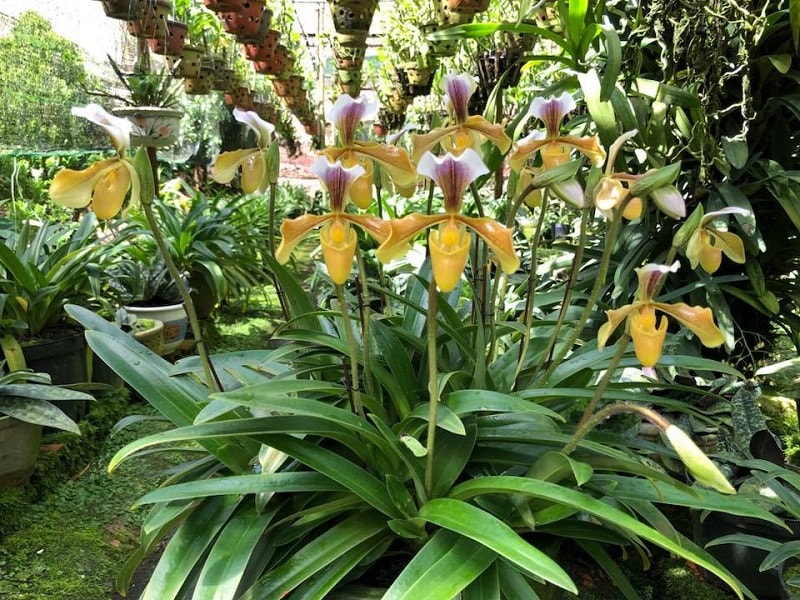 Lan hài Việt Nam Paphiopedilum Vietnamense