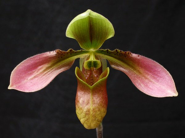 Lan hài đài cuộn Paphiopedilum appletonianum