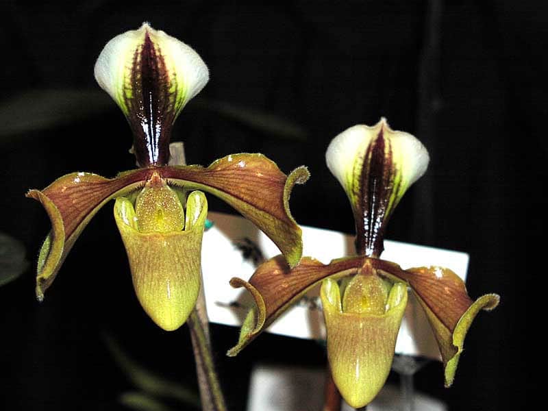 Lan hài vàng Paphiopedilum villosum