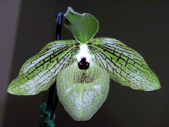 Lan hài mã lị Paphiopedilum malipoense