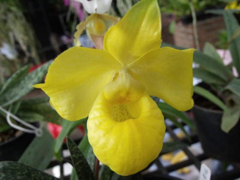 Lan hài đài cuộn Paphiopedilum appletonianum