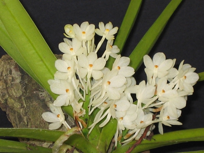 Hoàng yến trắng