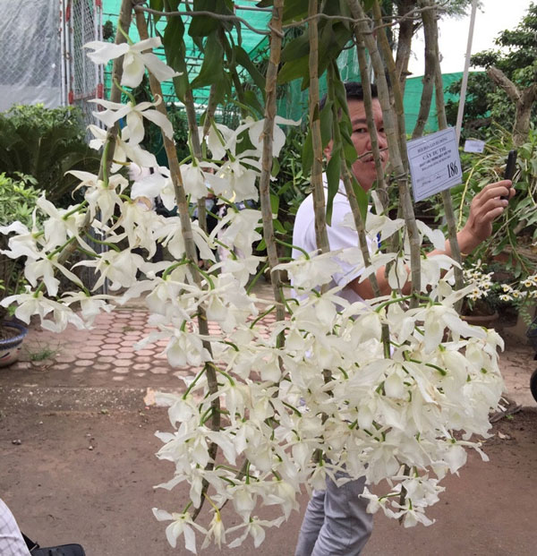 trầm trắng ra sai hoa