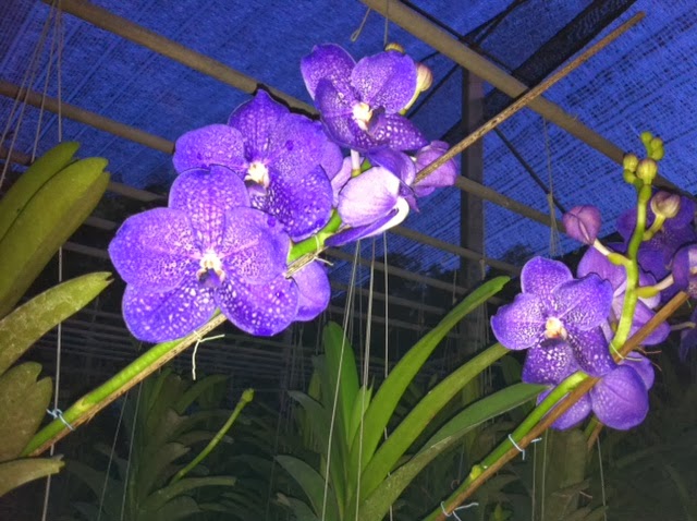 mặt hoa lan vanda tuyệt đẹp