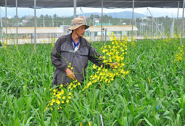 trồng và chăm sóc hoa lan vũ nữ