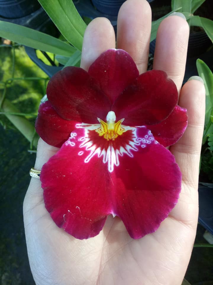 Lan vũ nữ miltonia