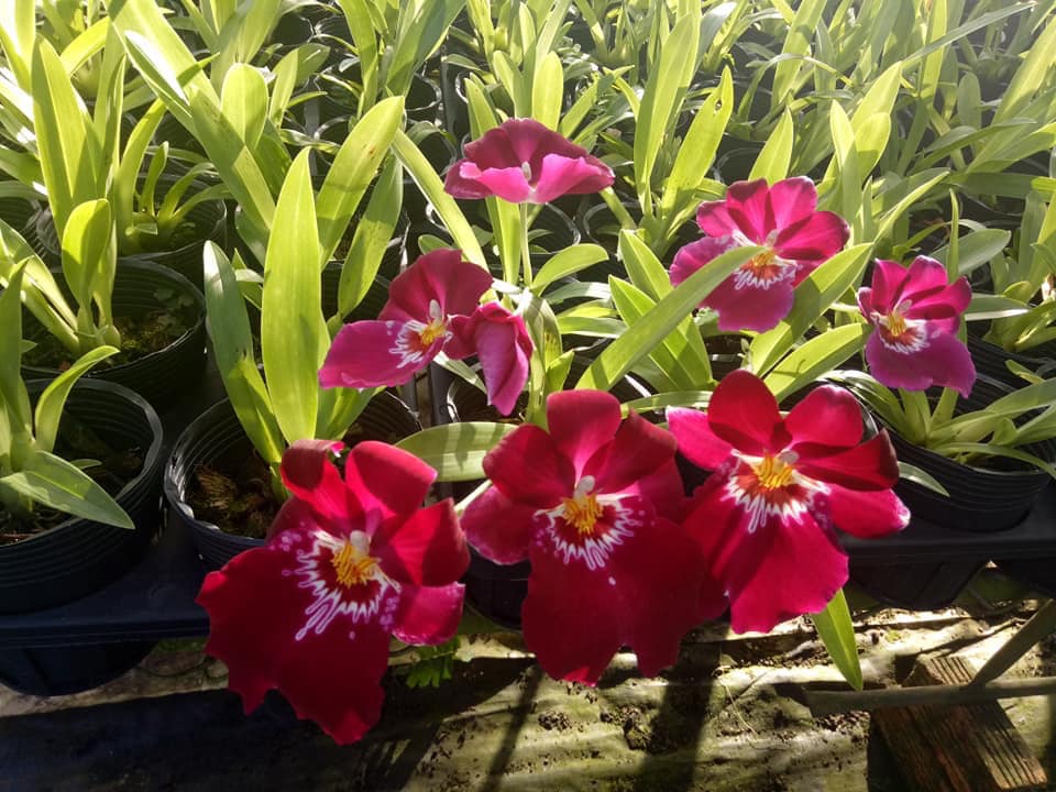 Lan vũ nữ miltonia đẹp tuyệt vời