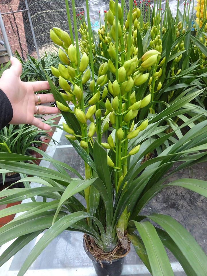 địa lan vàng những bông hoa đẹp