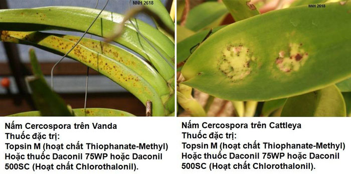 Tác nhân gây bệnh đốm lá trên cây hoa lan