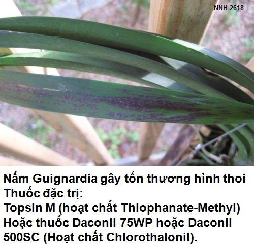 Bệnh đốm lá do Guignardia