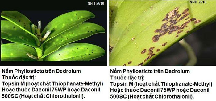 Bệnh đốm lá do Phyllosticta