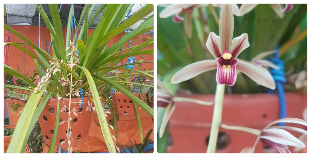 Lan kiếm rừng lô hội - Cymbidium aloifolium (L.) Sw