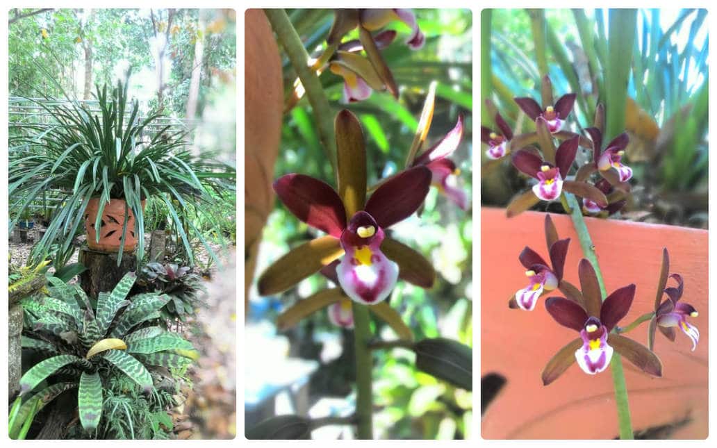 Lan kiếm treo- Cymbidium. Atropurpureum