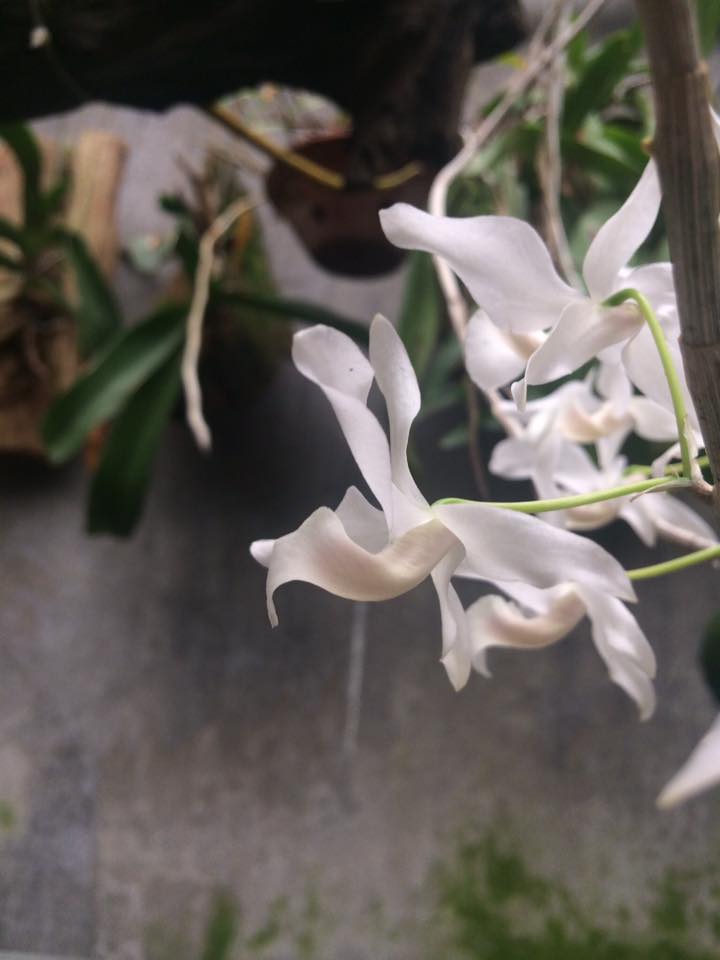 hoa lan hoàng thảo kèn màu trắng đột biến