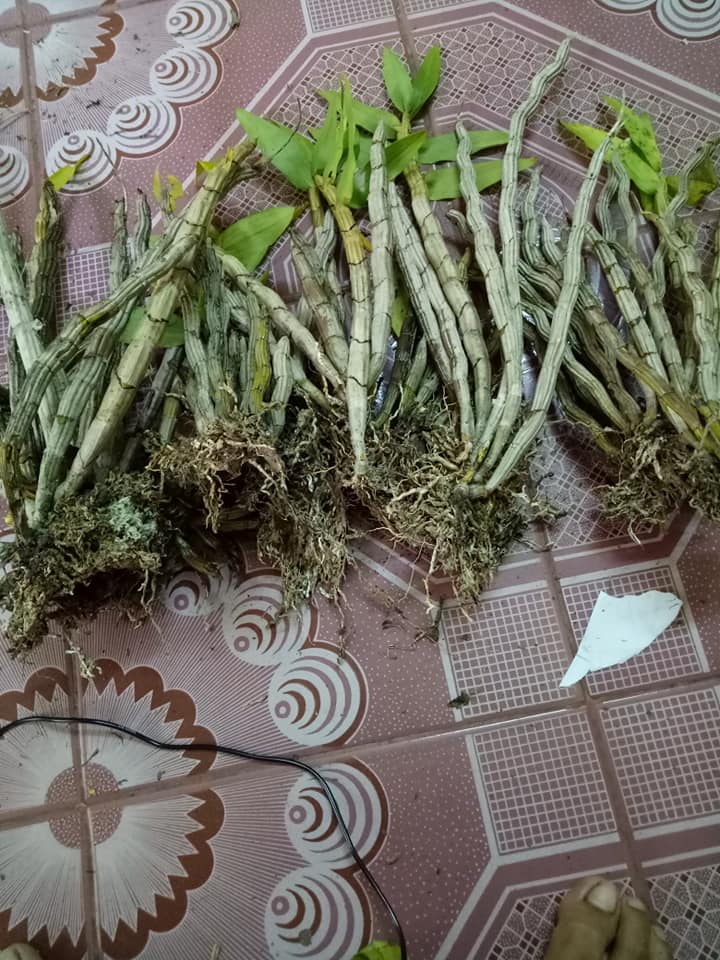Cách trồng lan hoàng thảo báo hỷ