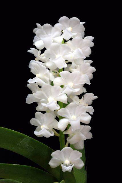 hoa lan hải yến màu trắng