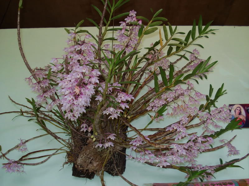 Lan Hoàng thảo thập hoa, Cách chăm sóc- Dendrobium aduncum