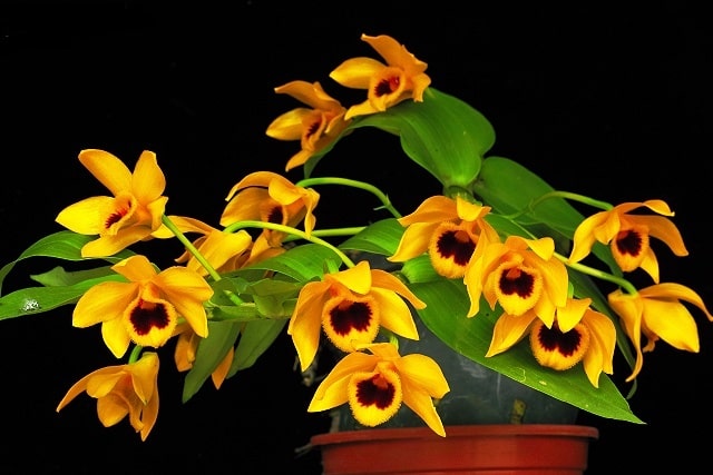 Hoa phong lan trầm vàng
