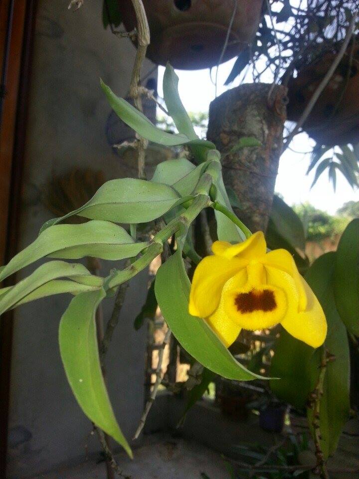 Hoa phong lan trầm vàng kho sắc đẹp