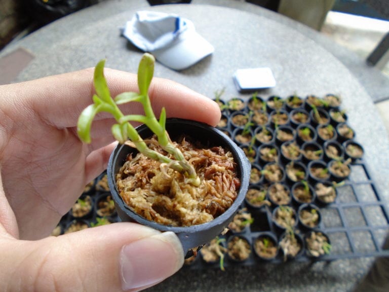 cây lan cấy mô trồng chậu nhỏ