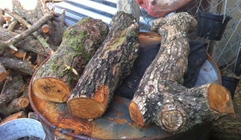 thân cây gỗ có thể ghép được cây lan