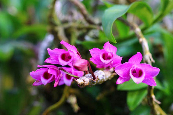 Cách trồng lan trầm tím vào chậu và chăm sóc đúng cách