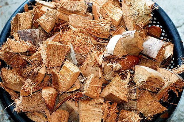 Hướng dẫn sử dụng xơ dừa để làm giá thể trồng hoa lan đúng cách Hướng dẫn sử dụng xơ dừa để làm giá thể trồng hoa lan đúng cách